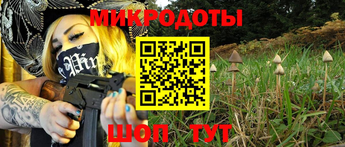 Псилоцибиновые грибы Psilocybine cubensis Апшеронск